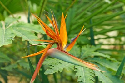 Papier peint  Strelitzia flowers orange