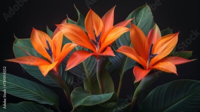Papier peint  Strelitzia flowers, resembling birds in flight, bring a touch of the exotic to any garden or floral arrangement. 