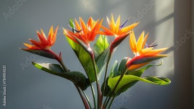 Papier peint  Strelitzia flowers, resembling birds in flight, bring a touch of the exotic to any garden or floral arrangement. 
