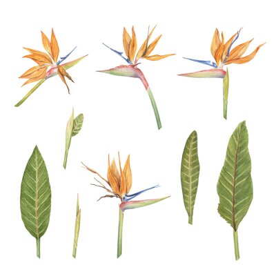 Papier peint  Strelitzia flowers watercolor illustration set