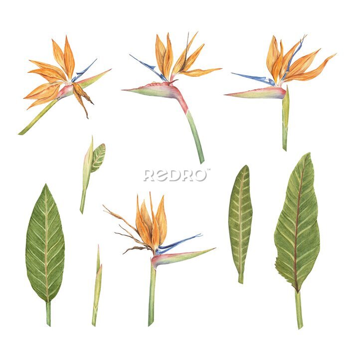 Papier peint  Strelitzia flowers watercolor illustration set