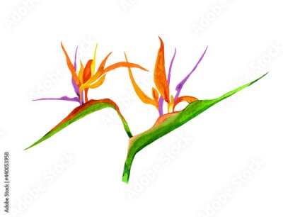 Papier peint  Strelitzia flowers watercolor isolated on white background botanical illustration for all prints.