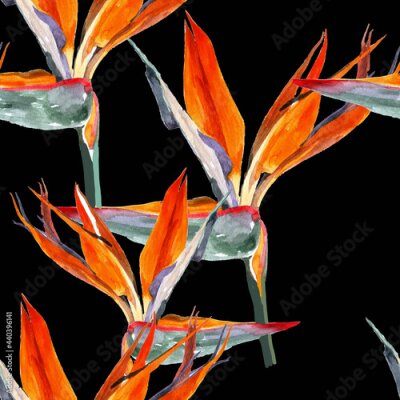 Papier peint  Strelitzia flowers watercolor on black background seamless pattern for all prints.