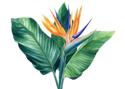 Papier peint  Strelitzia flowers, watercolor on isolated white background botanical illustration, tropical flora, jungle design
