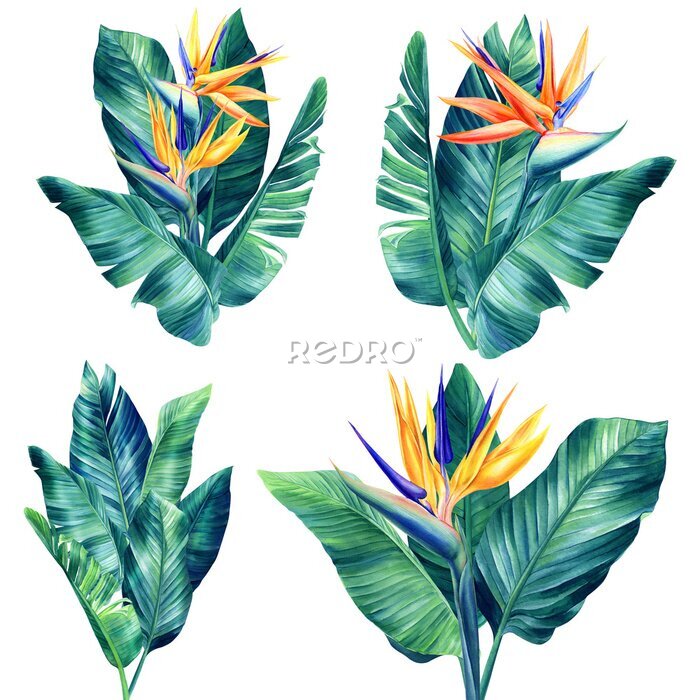 Papier peint  Strelitzia flowers, watercolor on isolated white background botanical illustration, tropical flora, jungle design