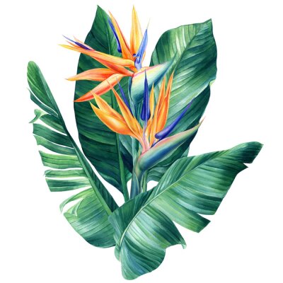 Papier peint  Strelitzia flowers, watercolor on isolated white background botanical illustration, tropical plant, jungle design