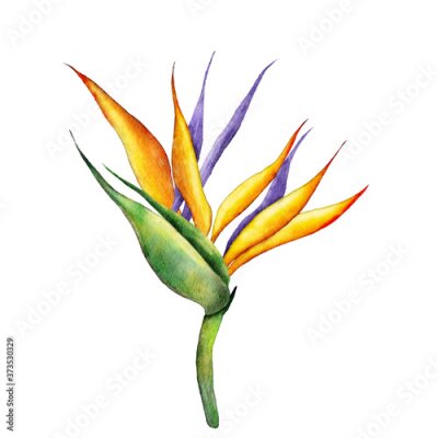 Papier peint  Strelitzia flowers. Watercolor on white background. Isolated elements for design.
