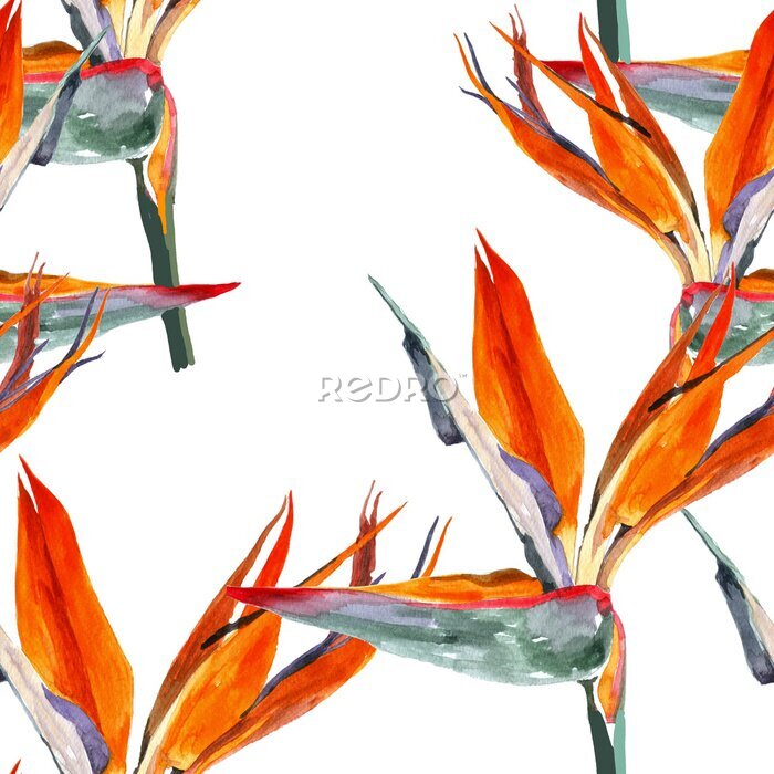 Papier peint  Strelitzia flowers watercolor on white background seamless pattern for aall prints.