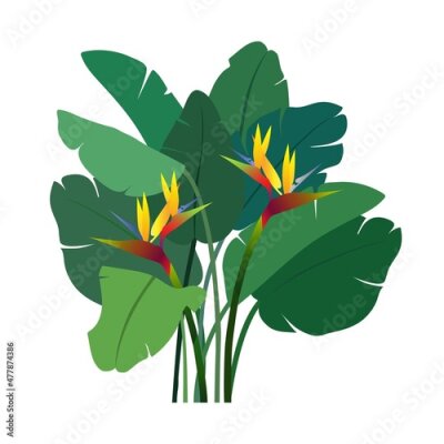 Papier peint  Strelitzia flowers with leaves on a white background. Isolated illustration