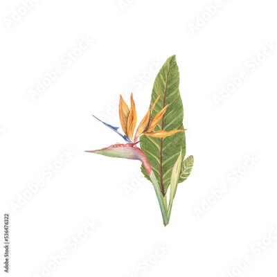 Papier peint  Strelitzia flowers with leaves watercolor design