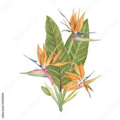 Papier peint  Strelitzia flowers with leaves watercolor design