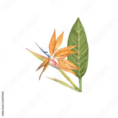 Papier peint  Strelitzia flowers with leaves watercolor design