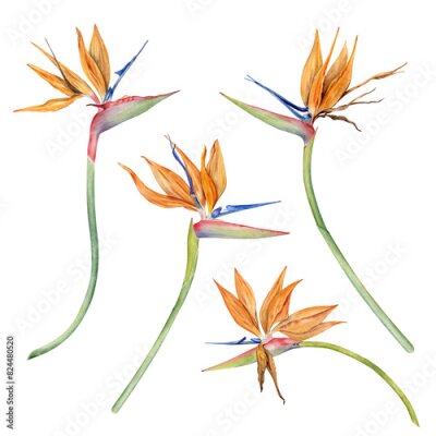 Papier peint  Strelitzia flowers with tropical leaves. Bird of Paradise plant. Floral collection for postcards, logos, fashion and cosmetic packages. Hand drawn watercolor illustration on transparent background