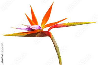 Papier peint   strelitzia, fond blanc