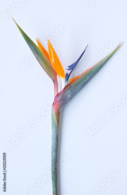 Papier peint  Strelitzia Fynbos