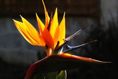 Papier peint  strelitzia, Gran Canaria, Espagne