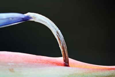 Papier peint  strelitzia, Gran Canaria, Espagne