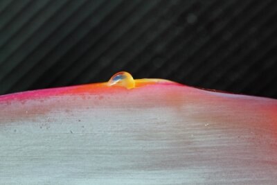 Papier peint  strelitzia, Gran Canaria, Espagne