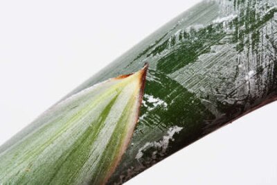 Papier peint  strelitzia, Gran Canaria, Espagne