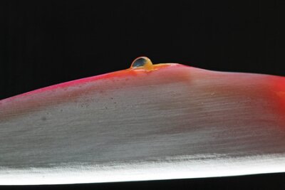 Papier peint  Strelitzia, Gran Canaria, Espagne