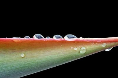 Papier peint  Strelitzia, Gran Canaria, Espagne