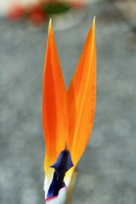 Papier peint  Strelitzia, Gran Canaria, Espagne