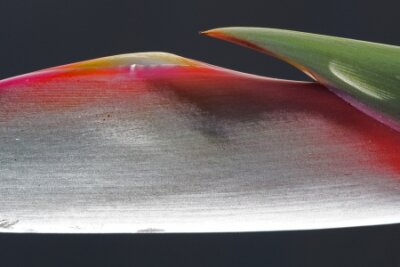 Papier peint  Strelitzia, Gran Canaria, Espagne