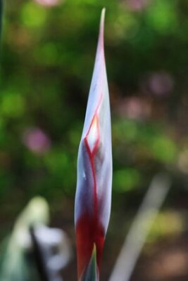 Papier peint  Strelitzia, Gran Canaria, Espagne