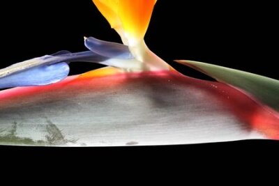 Papier peint  Strelitzia, Gran Canaria, Espagne