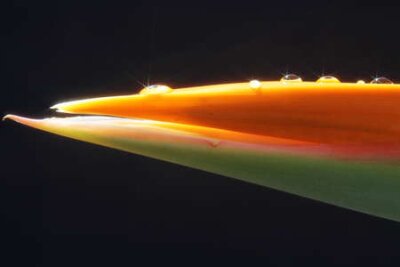 Papier peint  Strelitzia, Gran Canaria, Espagne