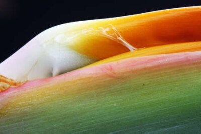 Papier peint  Strelitzia, Gran Canaria, Espagne