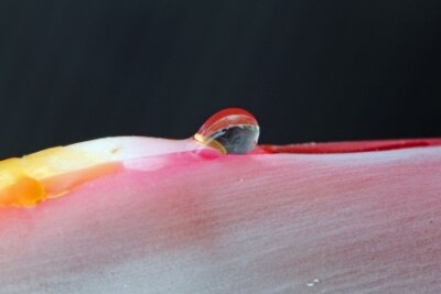Papier peint  Strelitzia, Gran Canaria, Espagne