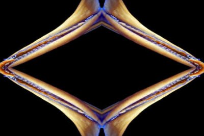 Papier peint  Strelitzia, Gran Canaria, Espagne