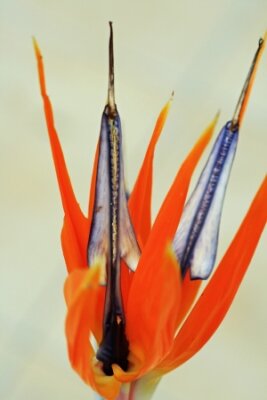 Papier peint  Strelitzia, Gran Canaria, Espagne