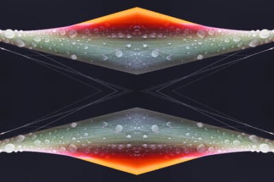 Papier peint  Strelitzia, Gran Canaria, Espagne