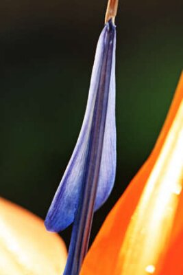 Papier peint  Strelitzia, Gran Canaria, Espagne
