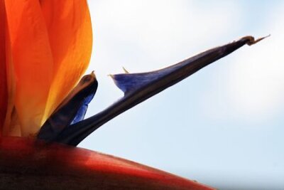 Papier peint  Strelitzia, Gran Canaria, Espagne