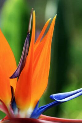 Papier peint  Strelitzia, Gran Canaria, Espagne