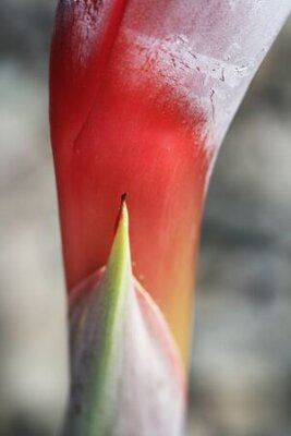 Papier peint  strelitzia, Gran Canaria, Espagne