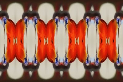 Papier peint  strelitzia, Gran Canaria, Espagne