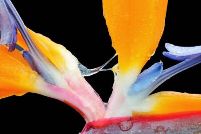 Papier peint  strelitzia, Gran Canaria, Espagne