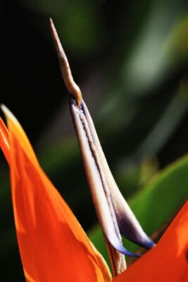 Papier peint  strelitzia, Gran Canaria, Espagne