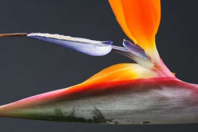 Papier peint  strelitzia, Gran Canaria, Espagne