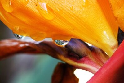 Papier peint  strelitzia, Gran Canaria, Espagne