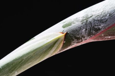 Papier peint  strelitzia, Gran Canaria, Espagne