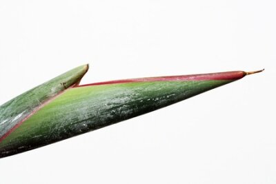 Papier peint  strelitzia, Gran Canaria, Espagne