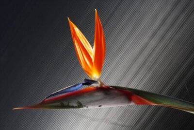 Papier peint  strelitzia, Gran Canaria, Espagne