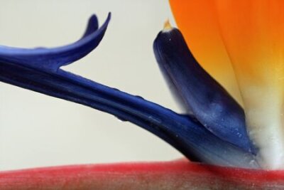 Papier peint  strelitzia, Gran Canaria, Espagne