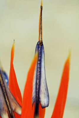 Papier peint  strelitzia, Gran Canaria, Espagne