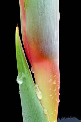 Papier peint  strelitzia, Gran Canaria, Espagne